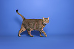 Hauskatze