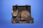 Hauskatze