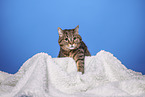 Hauskatze