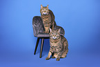 Hauskatze
