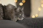 Katze