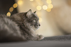 Katze