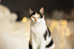 Katze