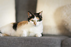 Katze