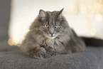 Katze