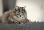 Katze