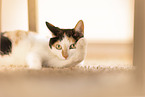 Katze