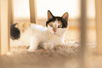 Katze