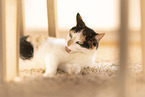 Katze