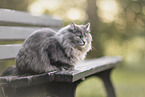 Katze
