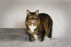 Katze