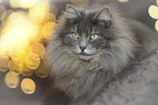 Katze
