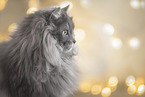 Katze