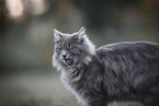 Katze