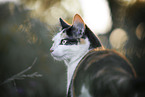 Katze