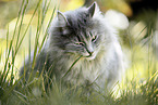 Katze