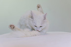 weie Katze