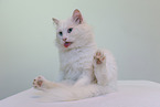 weie Katze