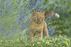 Hauskatze