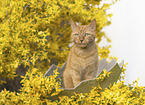 Hauskatze