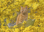 Hauskatze