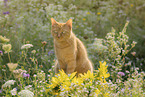 Hauskatze