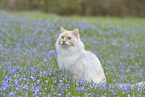 Ragdoll
