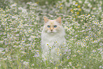 Ragdoll