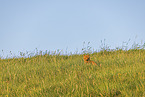 Hauskatze