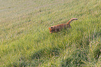 Hauskatze