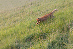Hauskatze