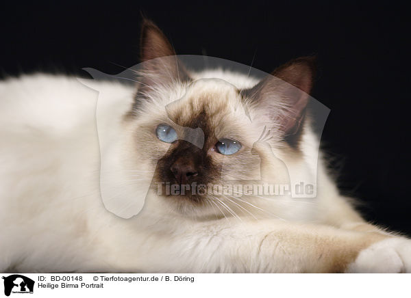 Heilige Birma Portrait / cat portrait / BD-00148