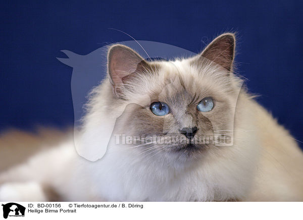Heilige Birma Portrait / BD-00156