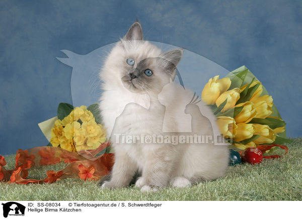 Heilige Birma Ktzchen / Sacred Birman kitten / SS-08034