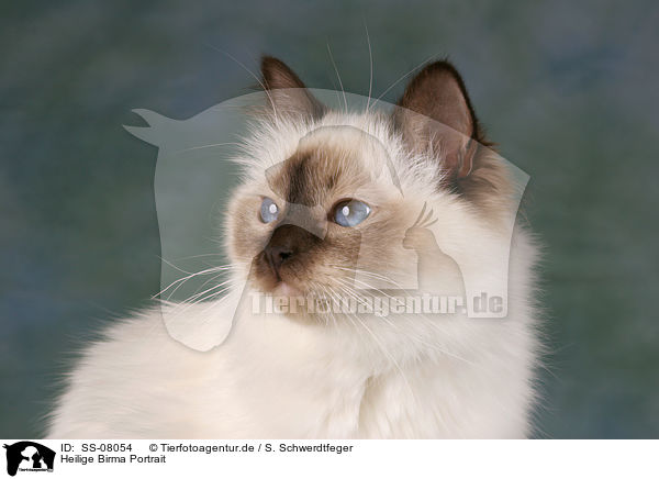Heilige Birma Portrait / SS-08054