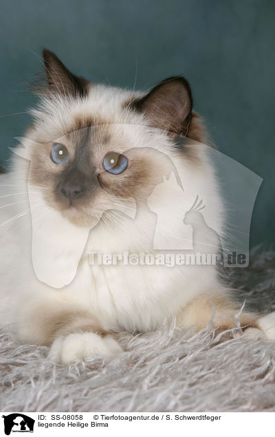 liegende Heilige Birma / lying Sacred Birman / SS-08058
