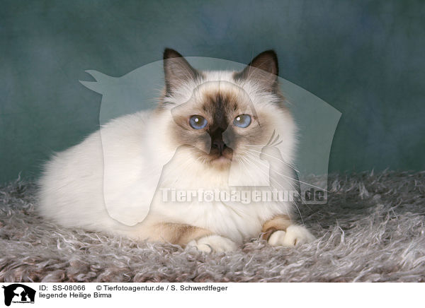 liegende Heilige Birma / SS-08066