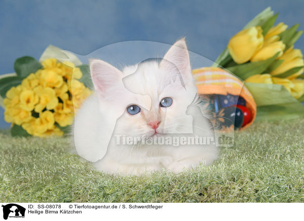 Heilige Birma Ktzchen / Sacred Birman kitten / SS-08078