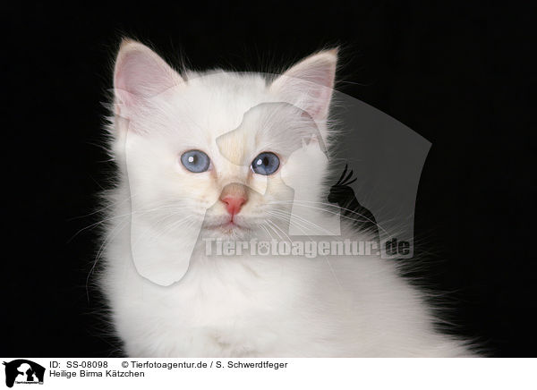 Heilige Birma Ktzchen / SS-08098
