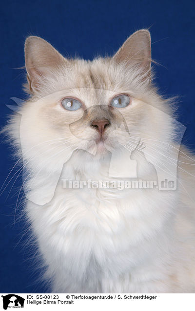 Heilige Birma Portrait / Sacred Birman Portrait / SS-08123