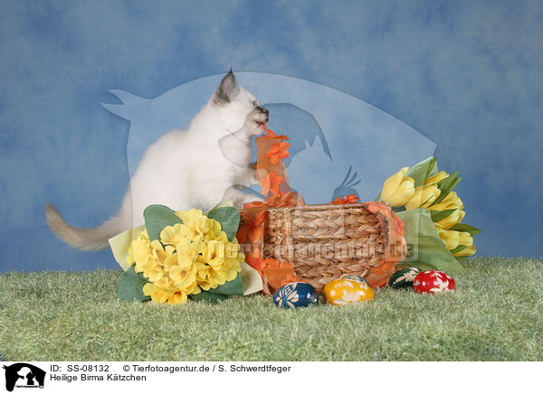 Heilige Birma Ktzchen / Sacred Birman kitten / SS-08132