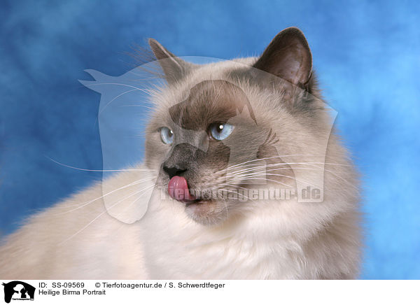 Heilige Birma Portrait / Sacred Birman Portrait / SS-09569