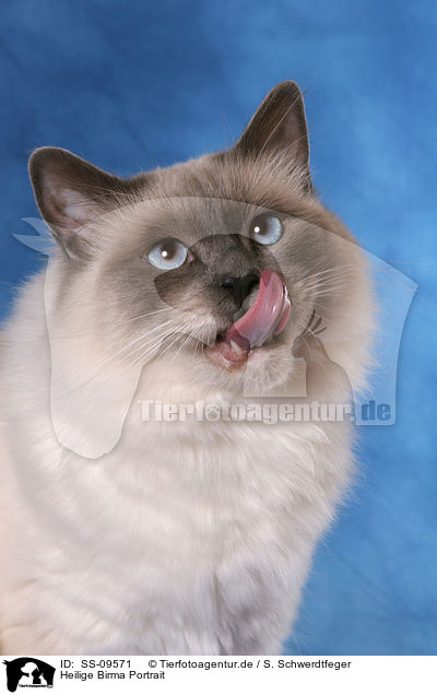 Heilige Birma Portrait / Sacred Birman Portrait / SS-09571
