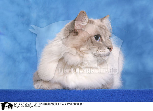 liegende Heilige Birma / lying Sacred Birman / SS-10693