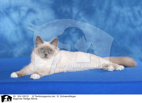 liegende Heilige Birma / lying Sacred Birman / SS-12615