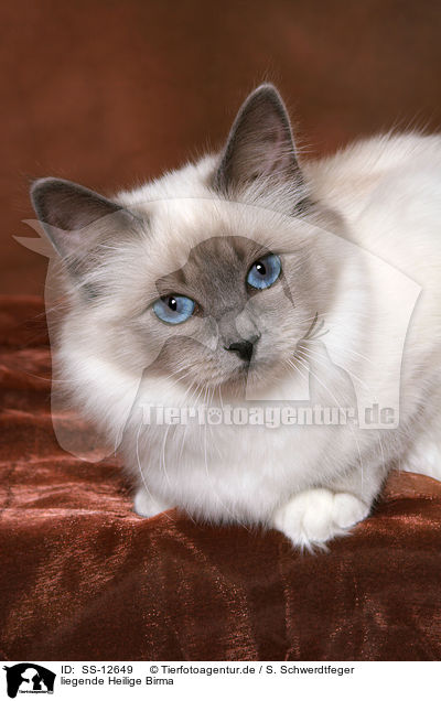 liegende Heilige Birma / lying Sacred Birman / SS-12649