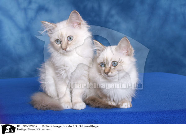 Heilige Birma Ktzchen / SS-12652