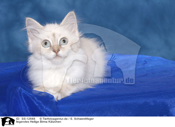 liegendes Heilige Birma Ktzchen / SS-12688