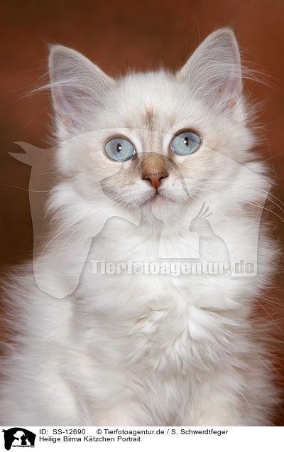 Heilige Birma Ktzchen Portrait / Sacred Birman kitten Portrait / SS-12690