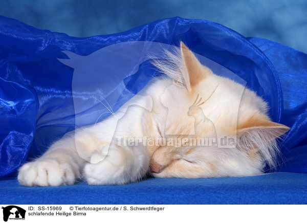 schlafende Heilige Birma / sleeping sacred birman / SS-15969